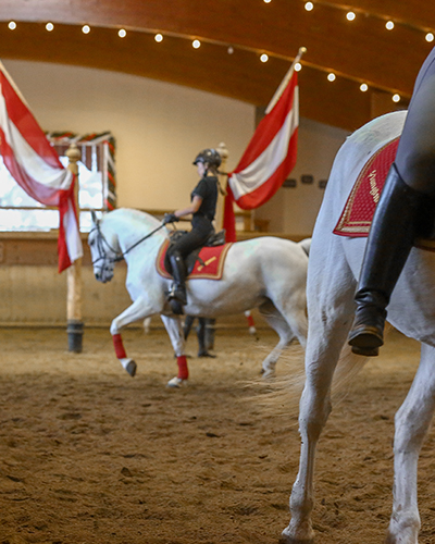 Lipizzaner-Reitstunde